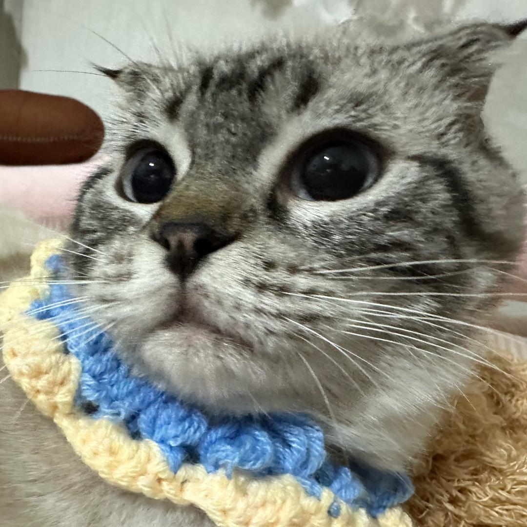 豆式家族的日常