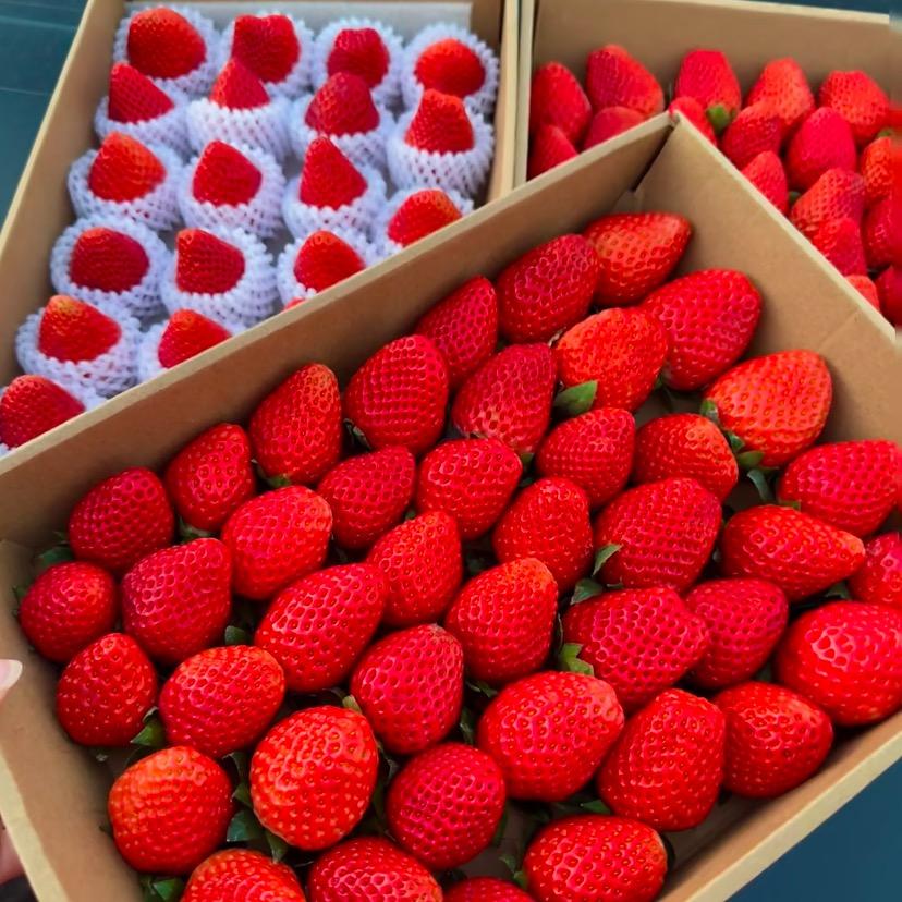 🍓草莓来了