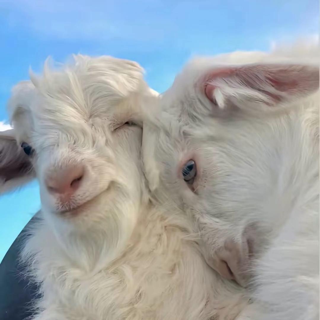 方万梅山羊肉（李旭 ）