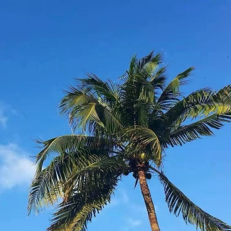 ᅠᅠ ᅠᅠ ᅠᅠ ᅠᅠ ᅠᅠ相见欢