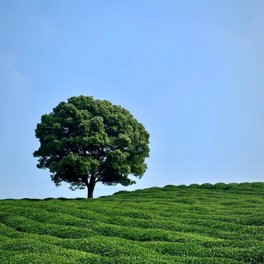 两棵橡树
