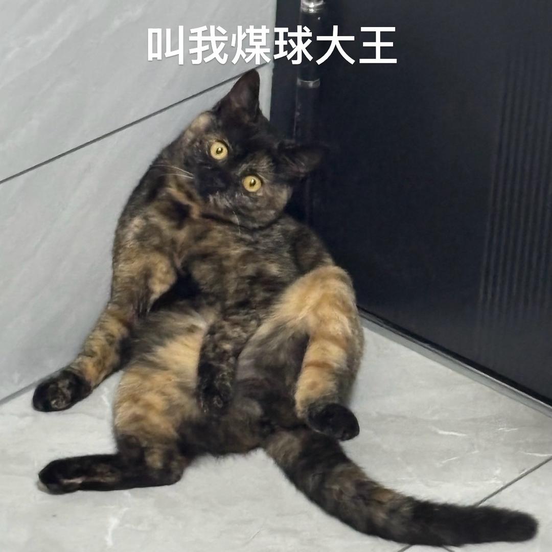 叫我煤球大王！