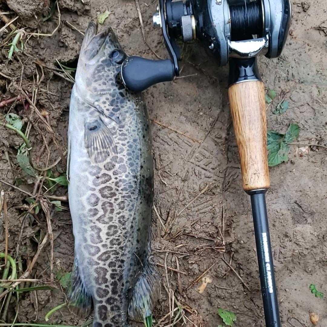 被广告耽误的路亚人🐟