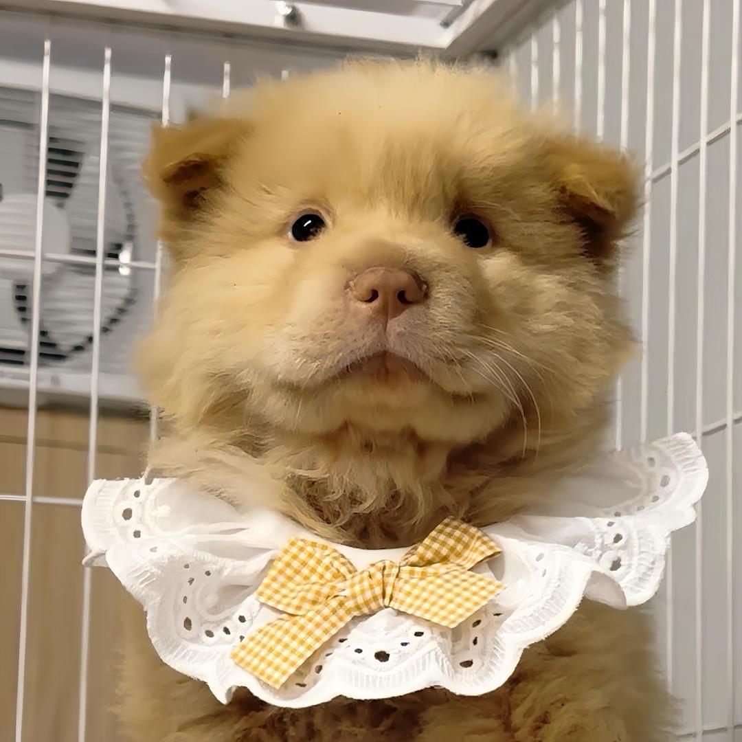 嘉佳萌宠田园犬直播2️⃣号