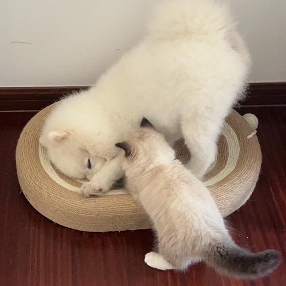 猫狗双全