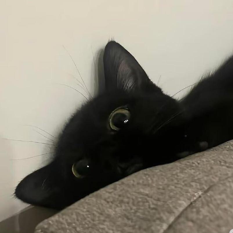 猫猫炆璋宠粉