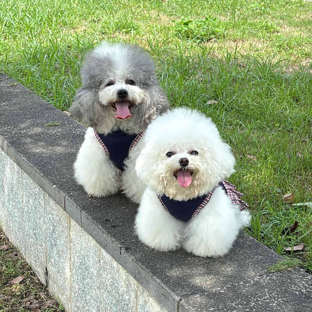 泰迪yy_比熊波妞