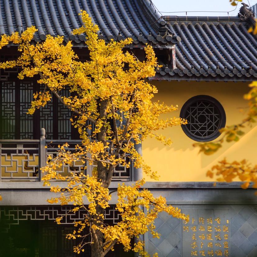 DHB尚君-
