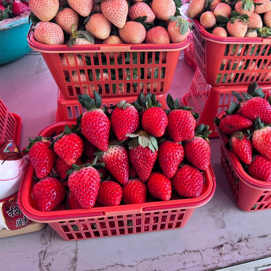 湖南怀化，在上海种草莓