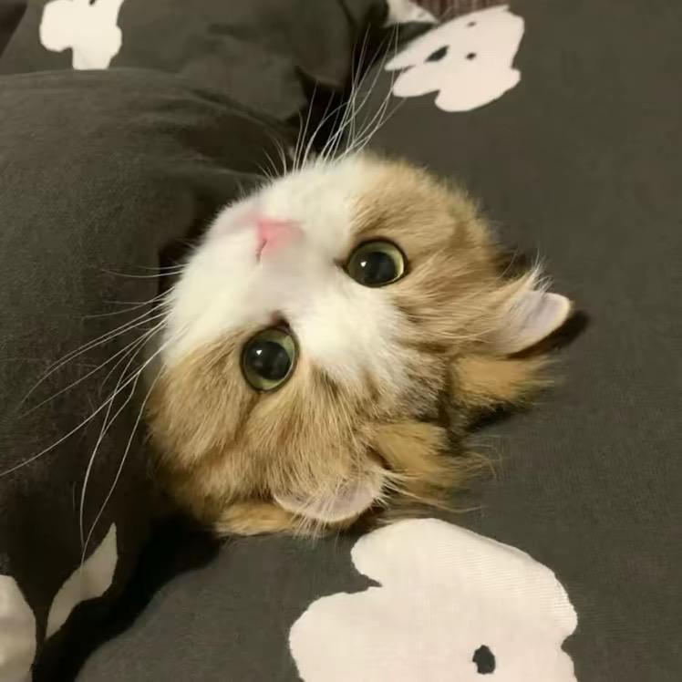 小蛇