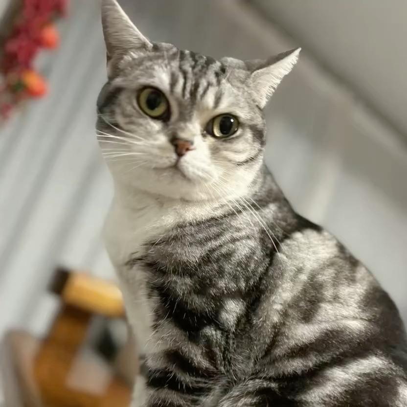 Selina