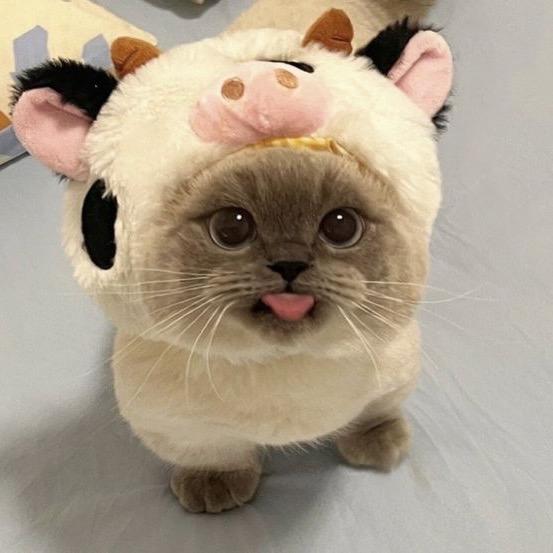 我是最神奇的猫咪