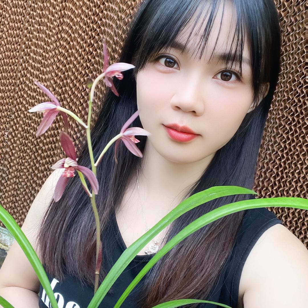 鸿盛国兰(可批发零售)
