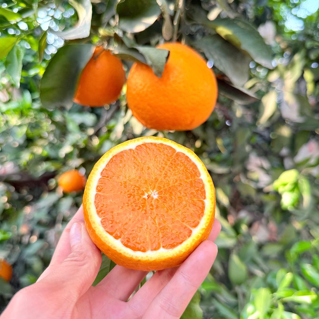 自家爱媛果冻橙