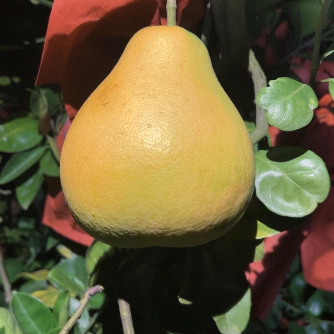 贝贝生鲜果园甄选