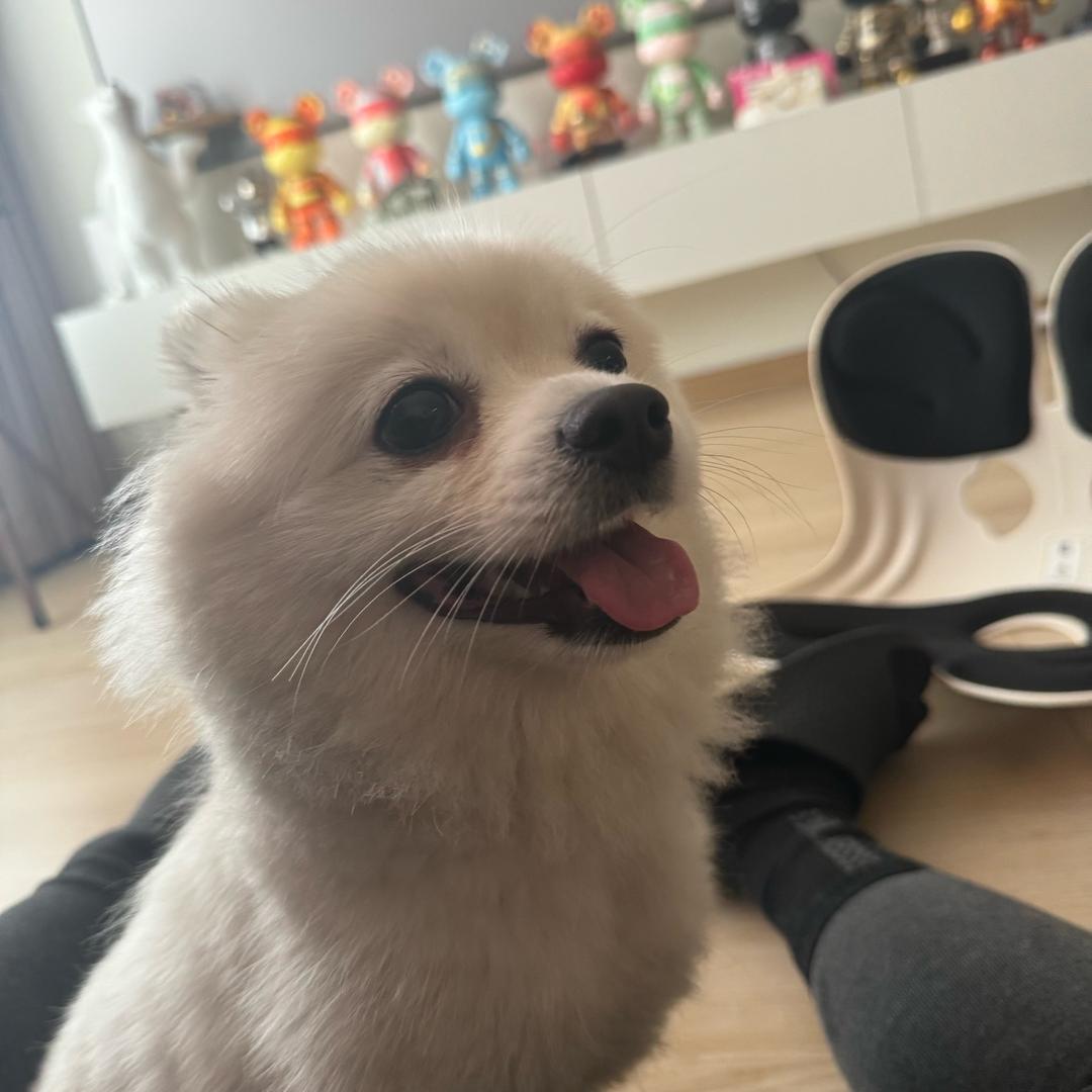 鲨鱼徐