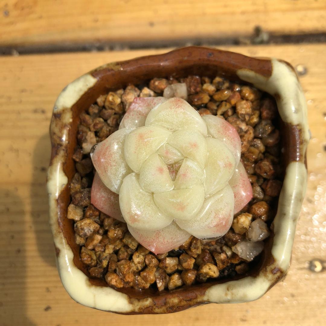 匠心多肉直播间