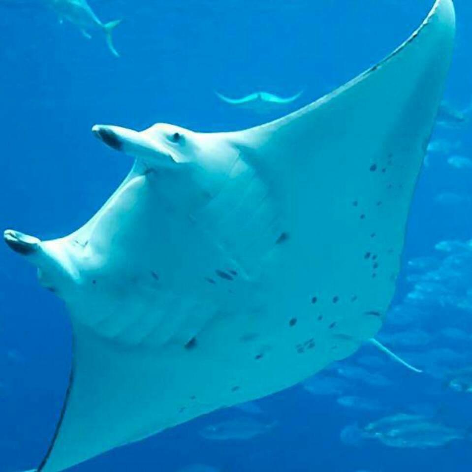 盛达小云观赏鱼