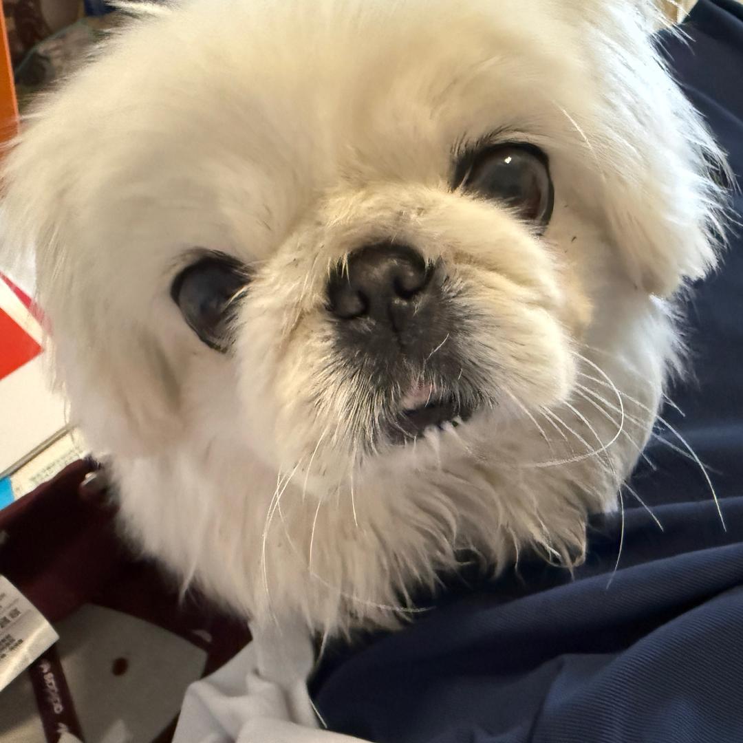 反贼不爱上朝6