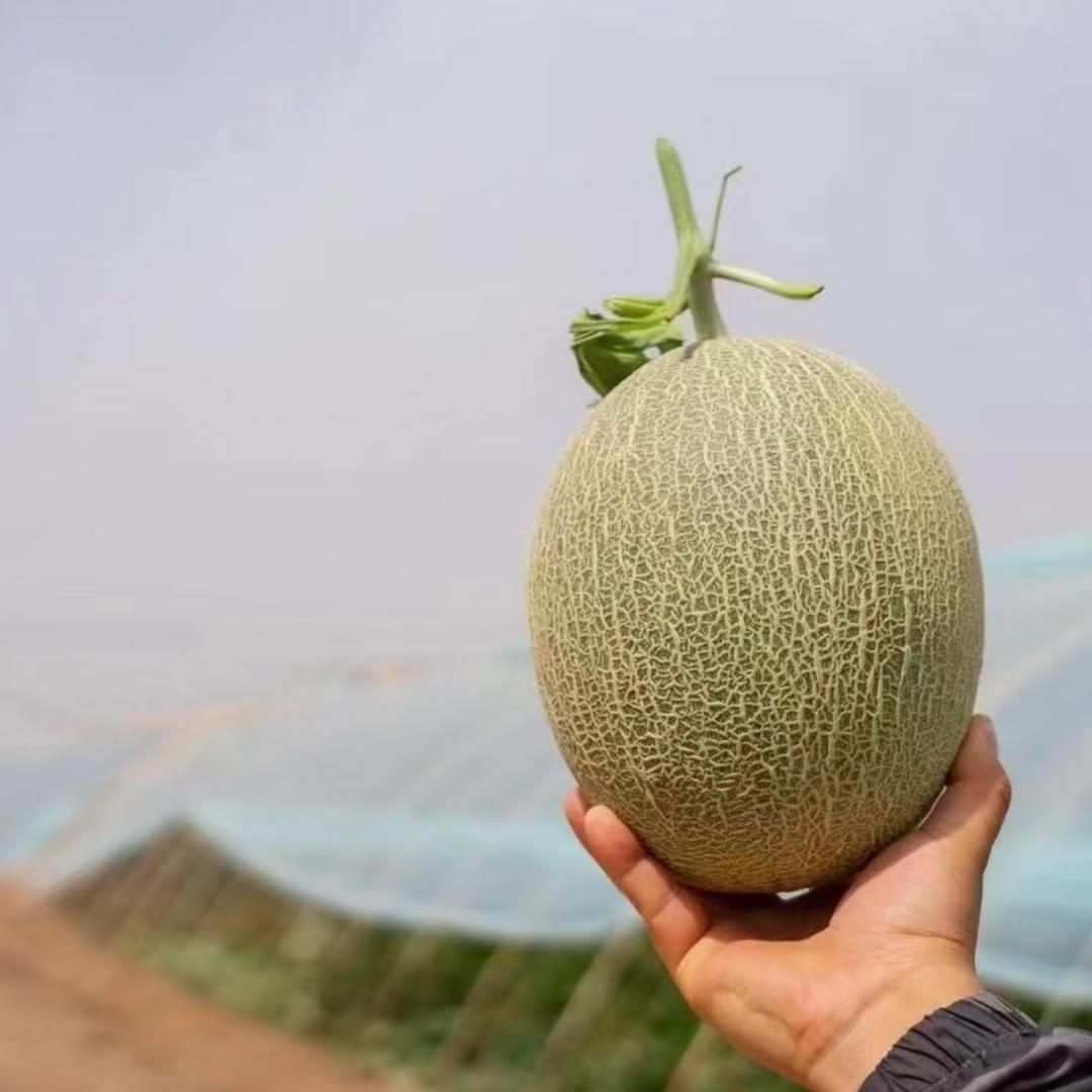 a果味飘香