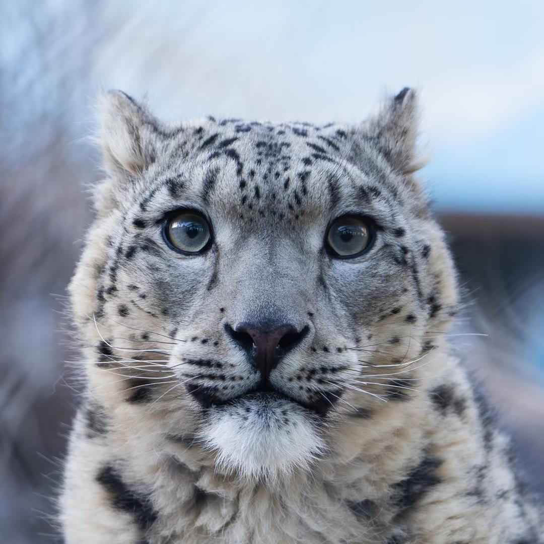 瑞克五代芋泥王子