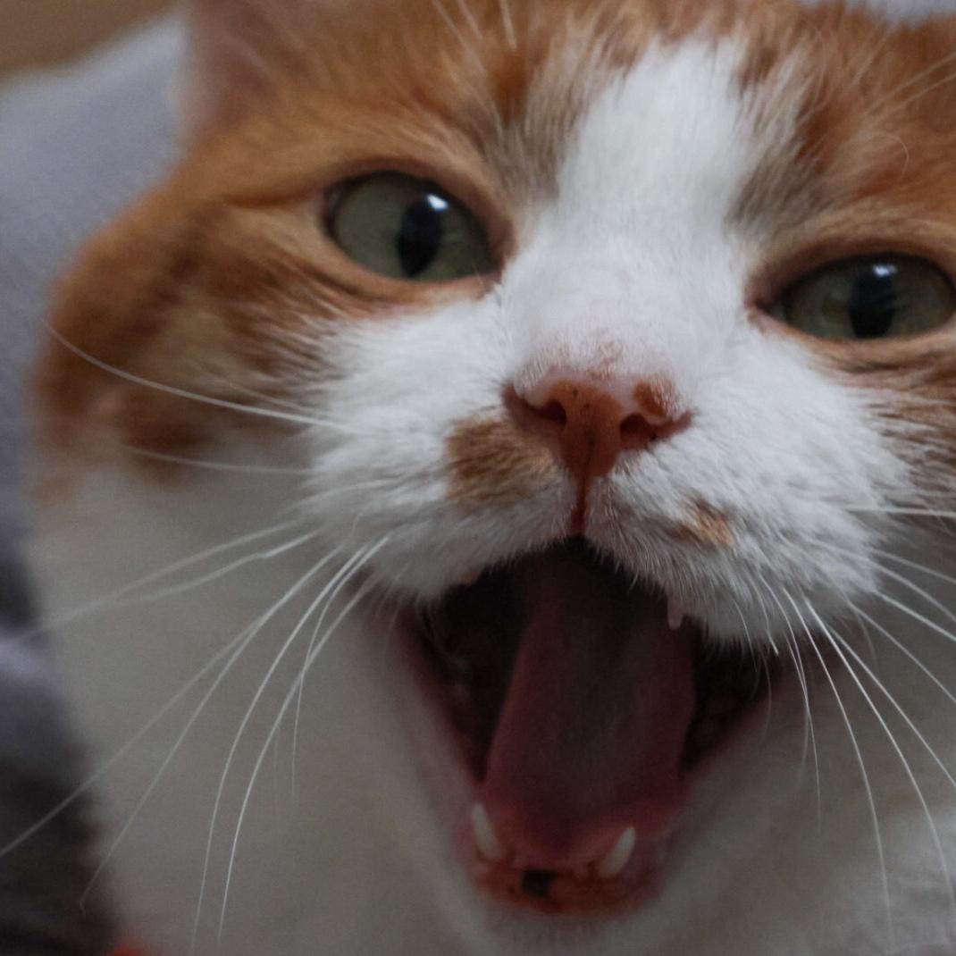 她是Miu宝呀🐱