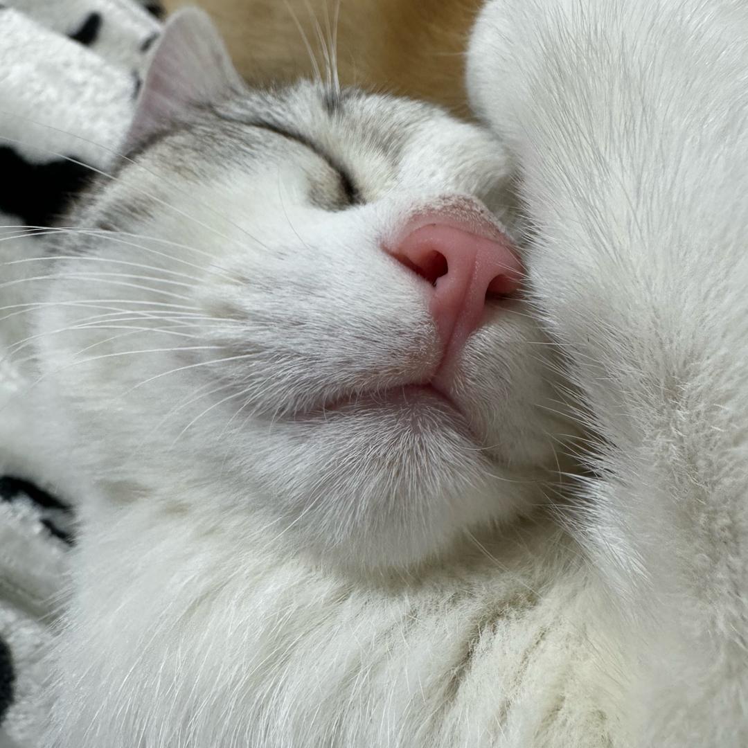 咪兔