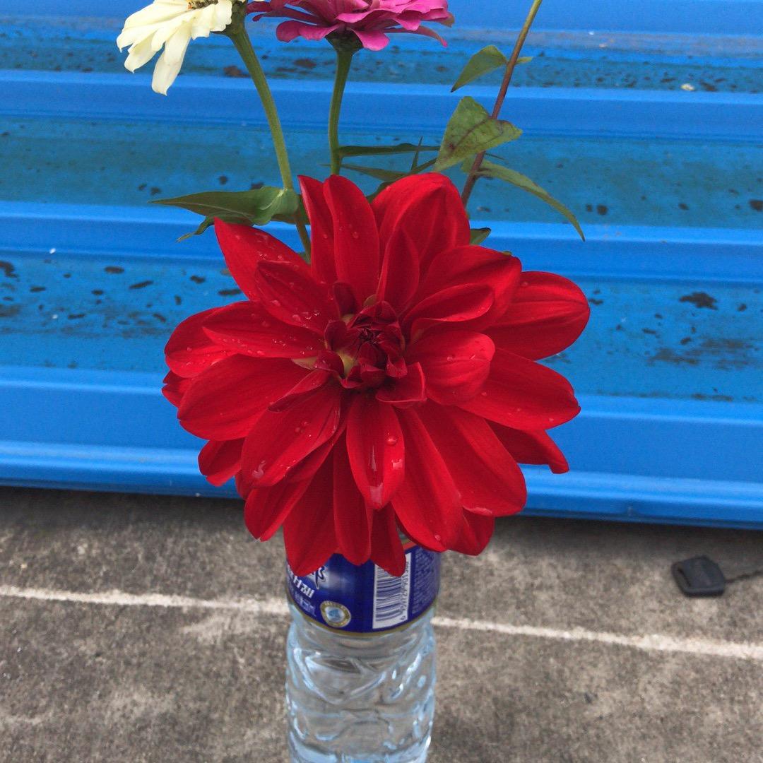 🌹大王叫我来巡山🌹