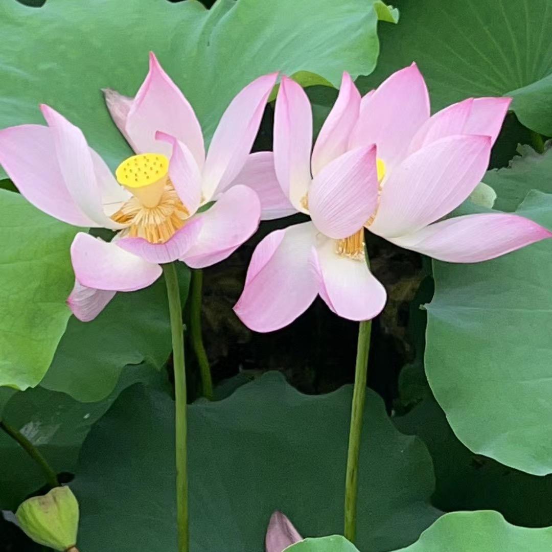 转角&
