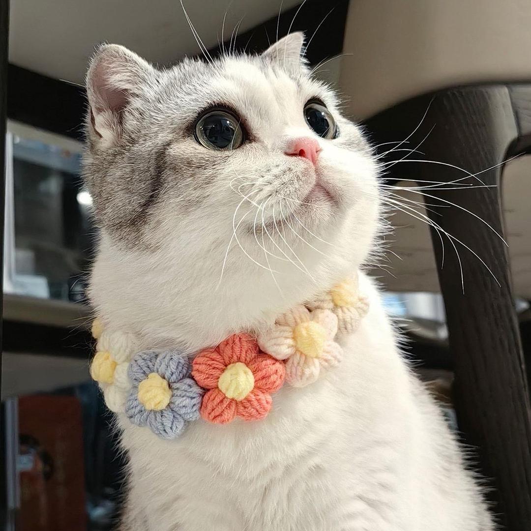 岁月是把猪饲料