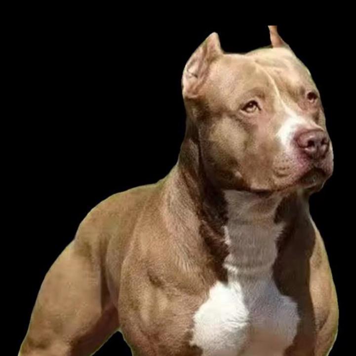 比特犬业（猛犬养殖）