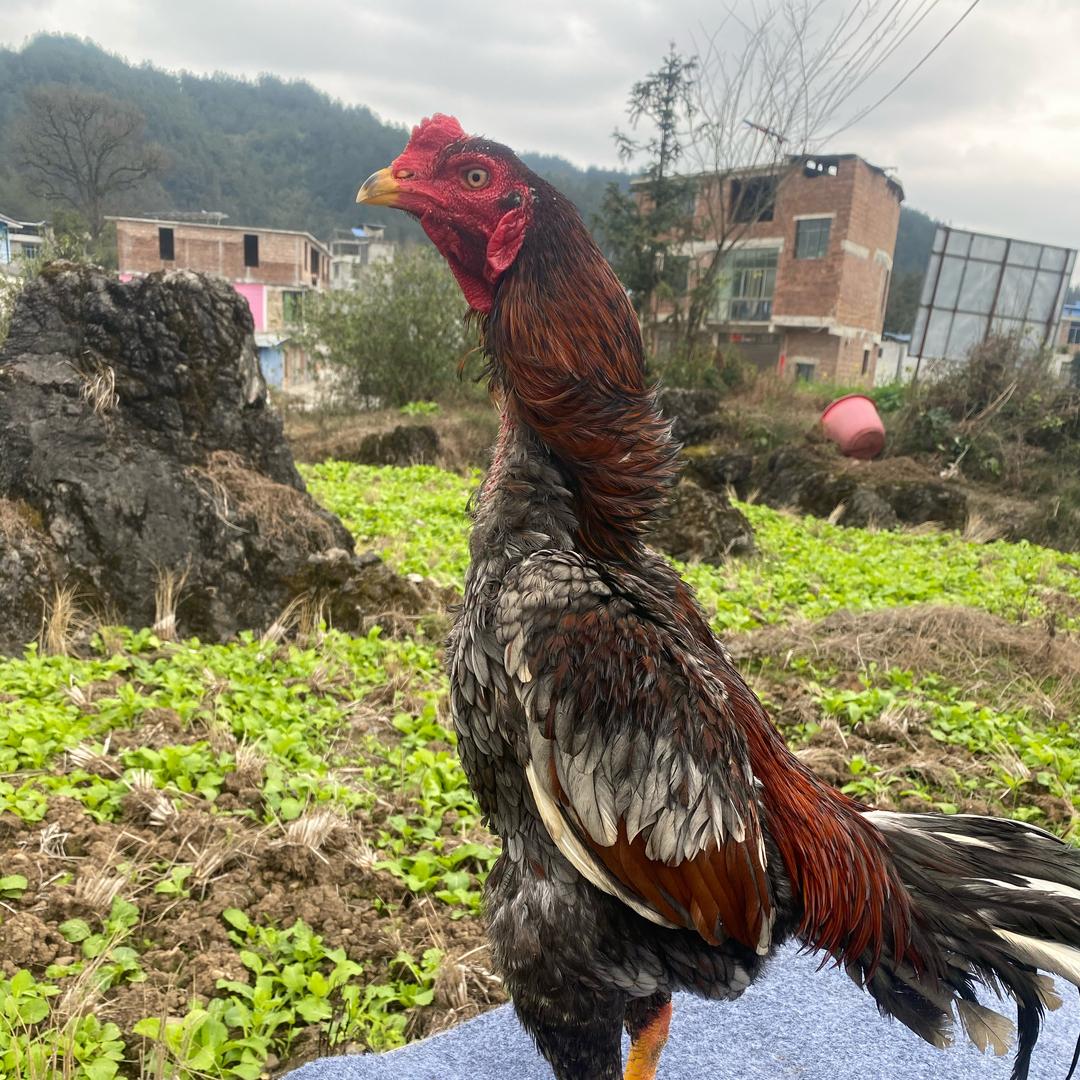 小石精选养殖 《 2》