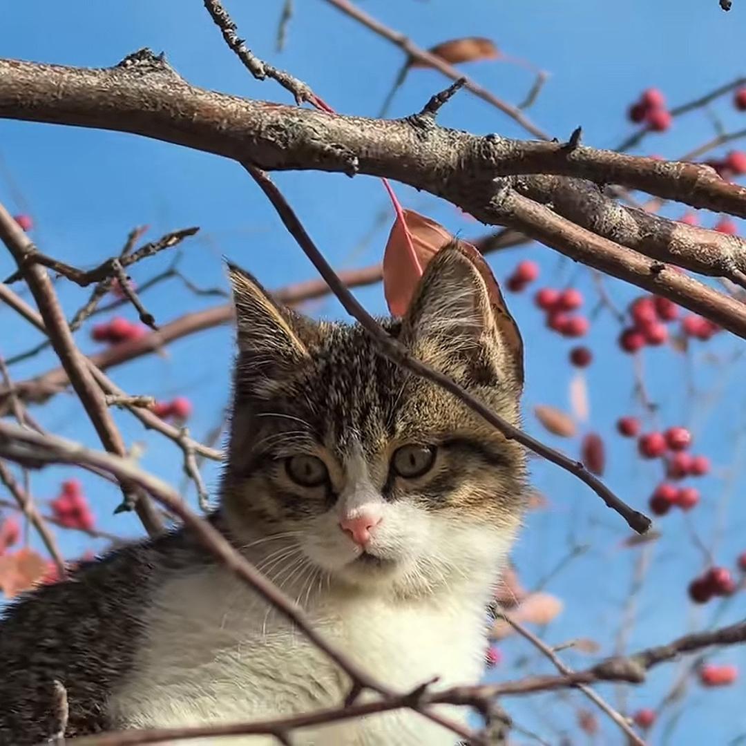 喝可乐多长大的