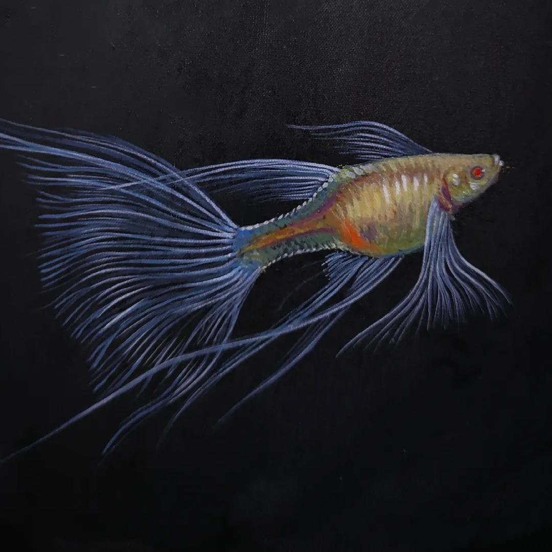 QQ家孔雀鱼（秦皇岛）