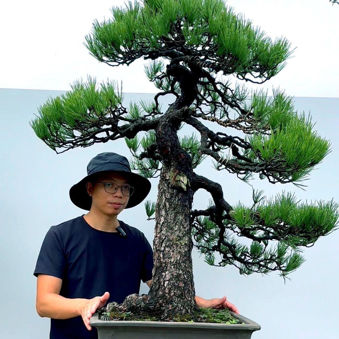 大明的松柏