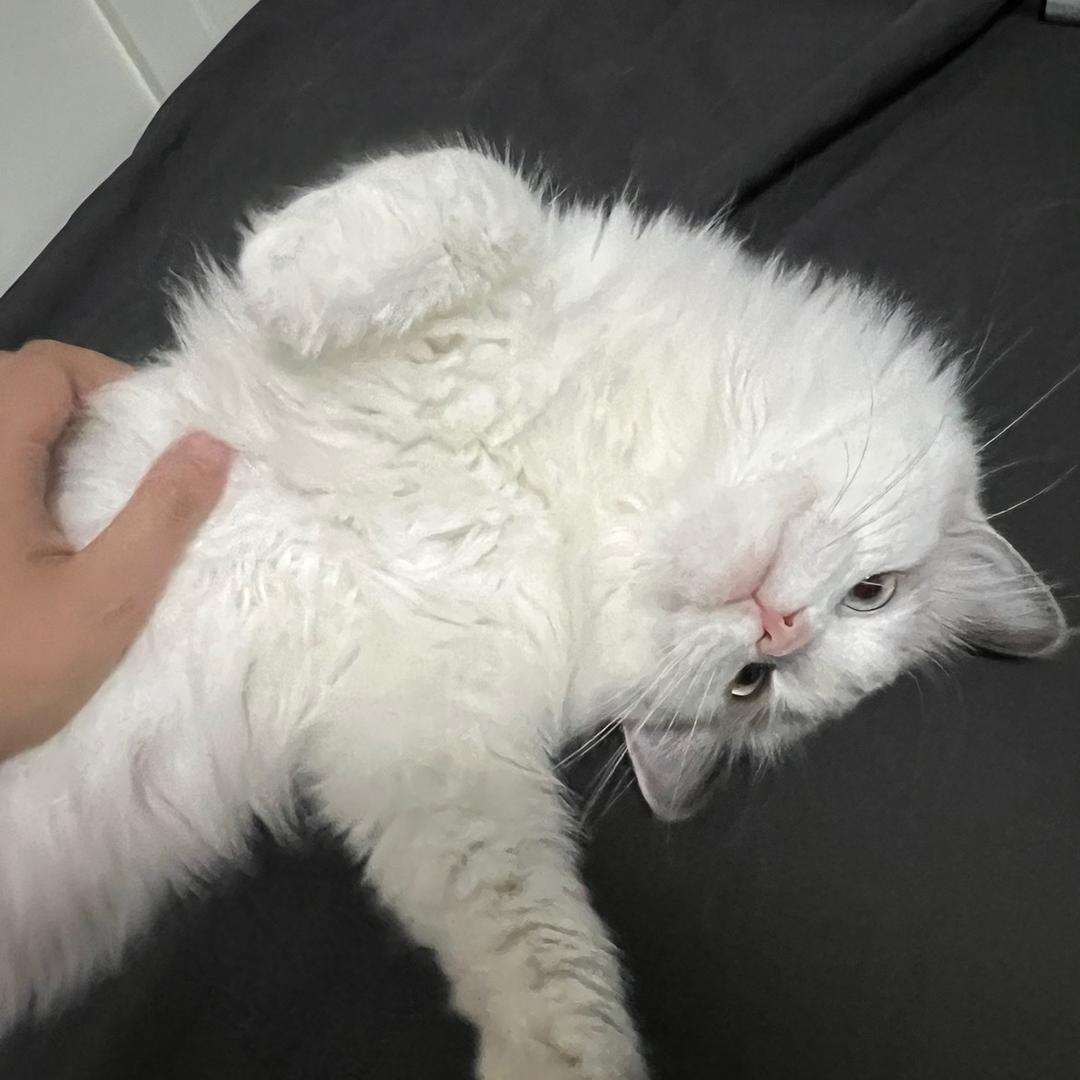 小菜干要困告