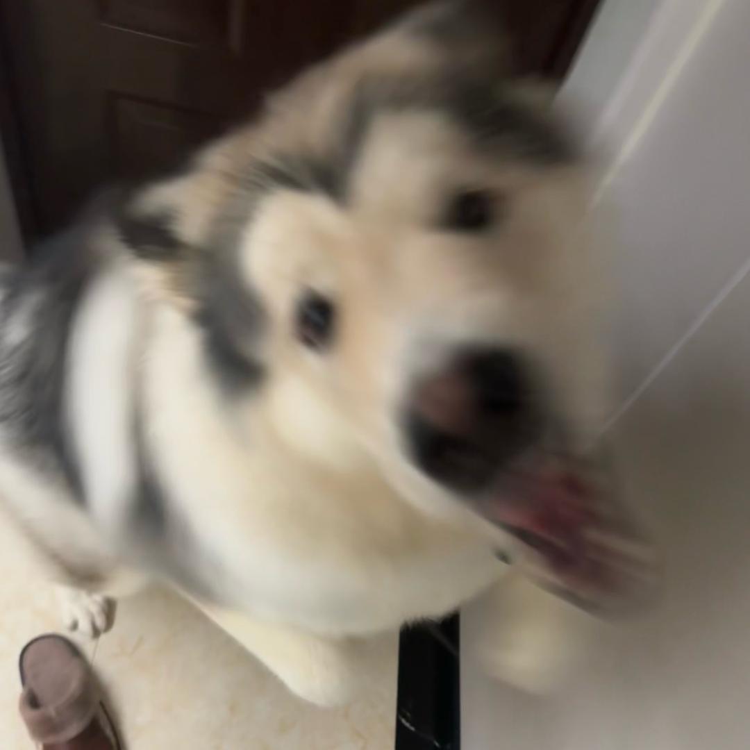 宇智波嘟
