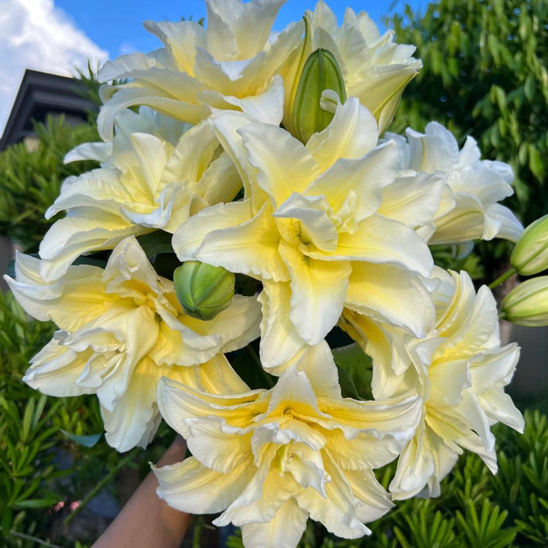 昆明诺言花卉