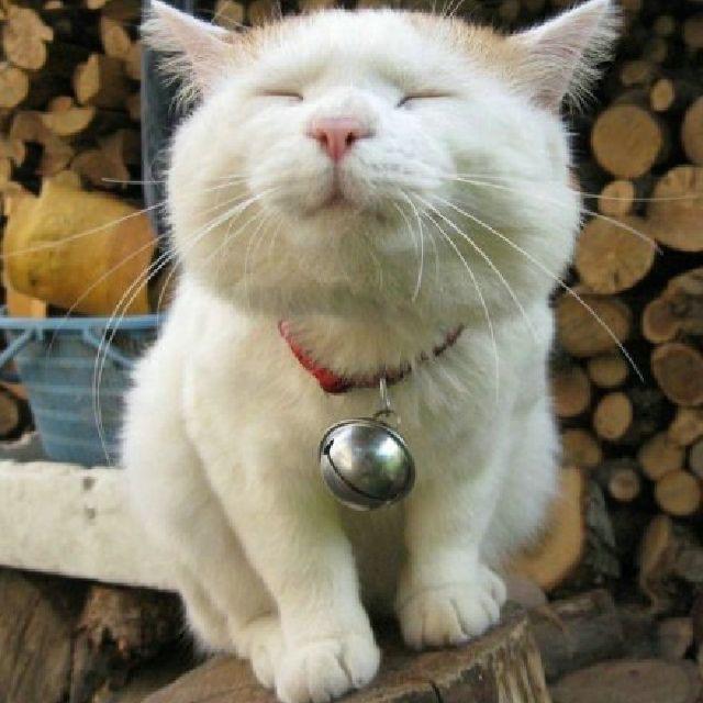 爱玩游戏的老年人Jokie