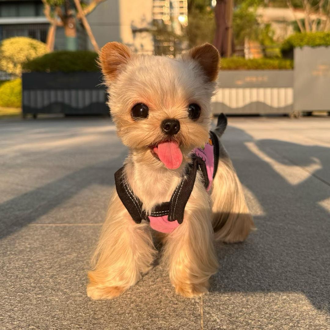 苏A犟犟狗约克夏