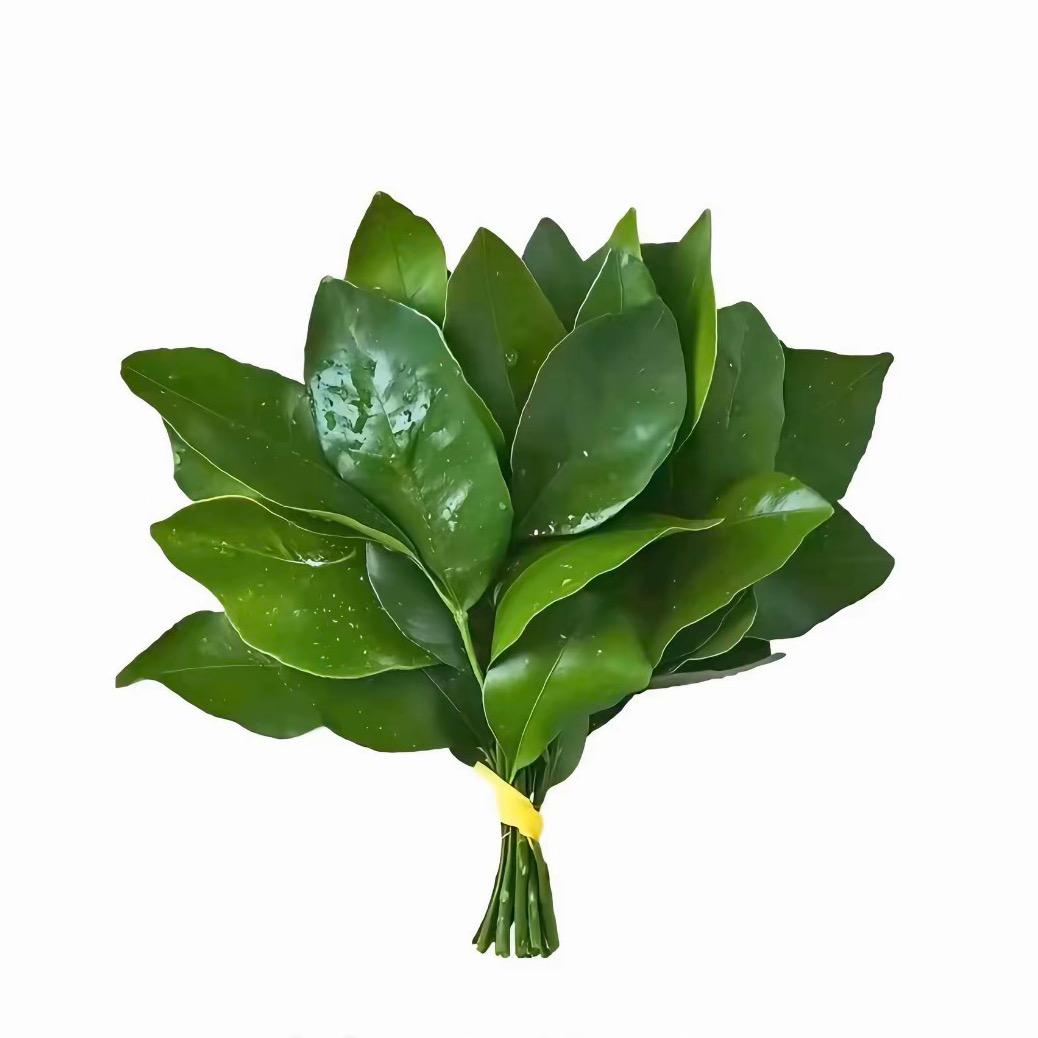 AAA-全球香菜批发商