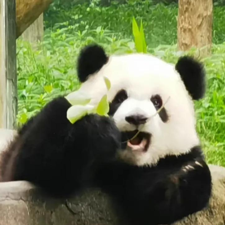 🌸🌸琪琪.
