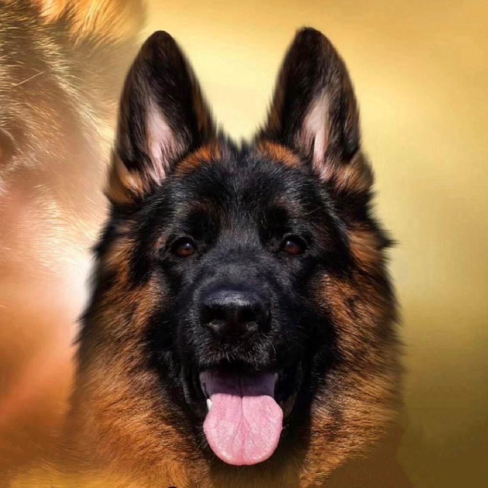 裕泽德牧繁育基地