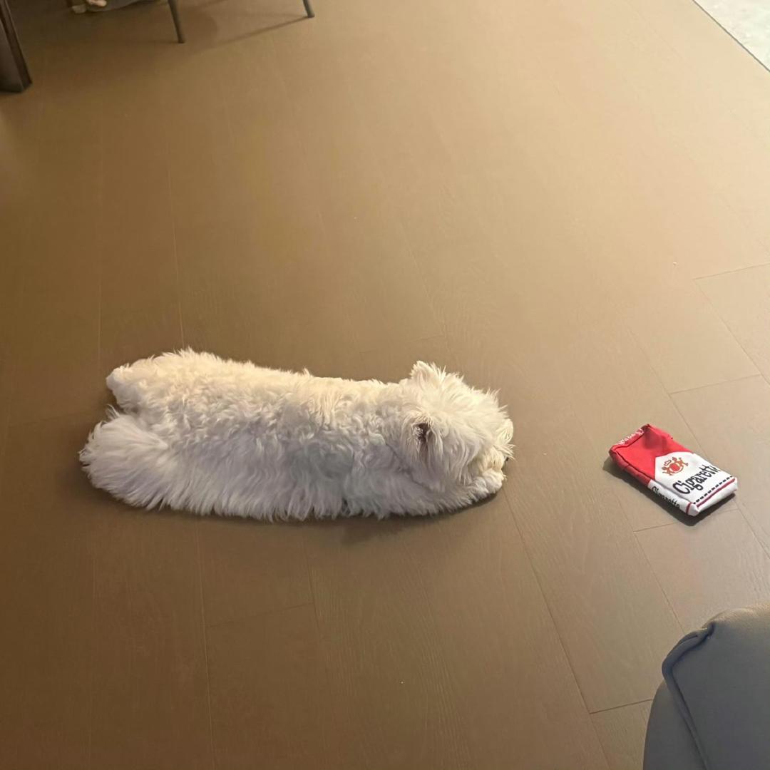 好想想想想想想想想睡个好觉🛌