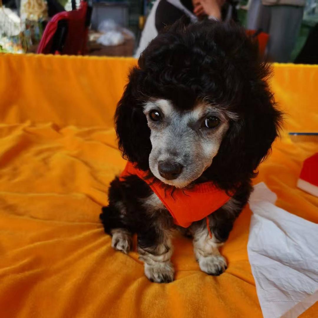 金毛，拉不拉多🐶🐶🐶