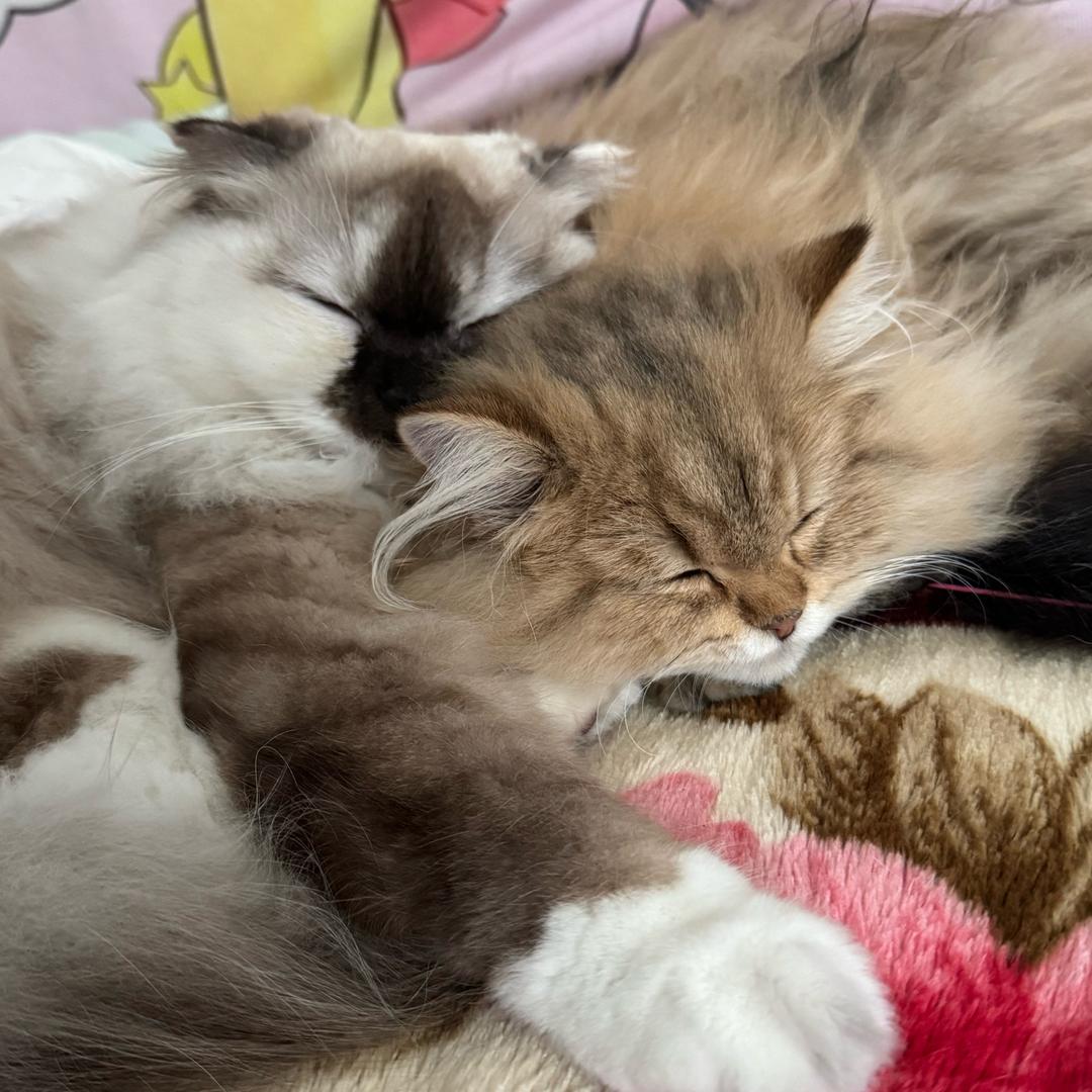 小小咪咪🐈