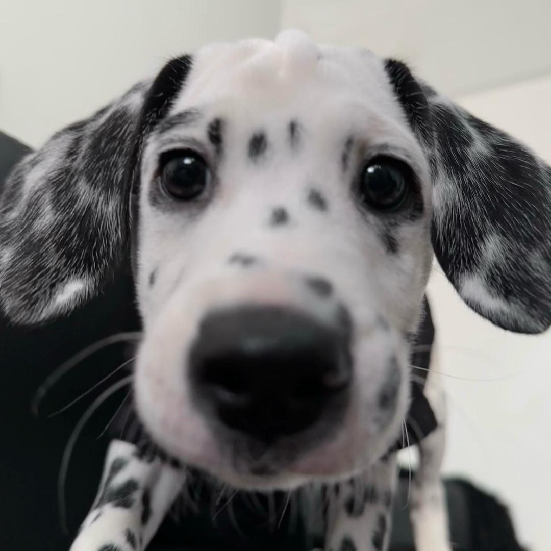 Ccuteym