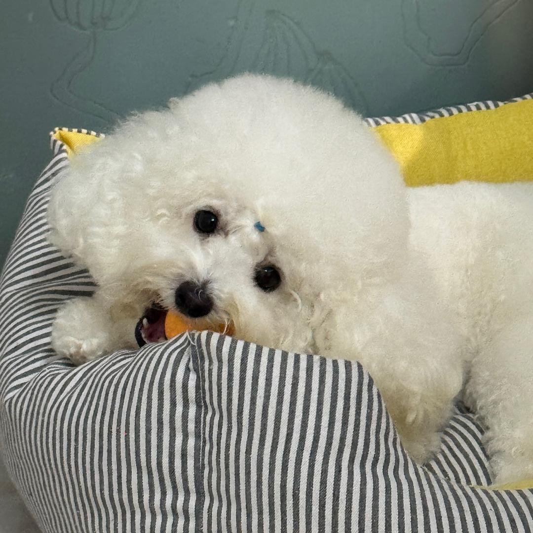 🌈好运小狗（监工版）