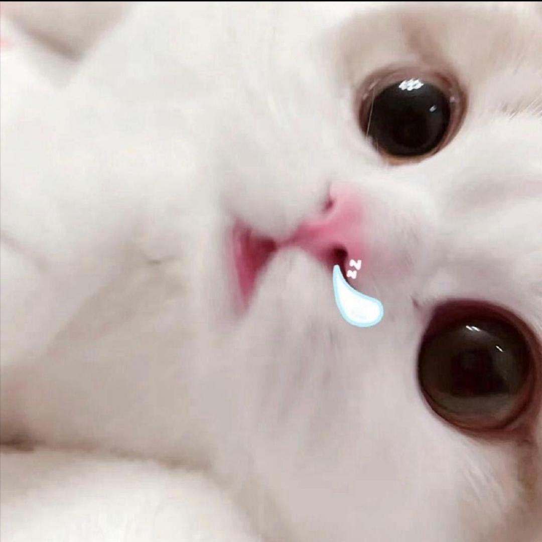 用户438