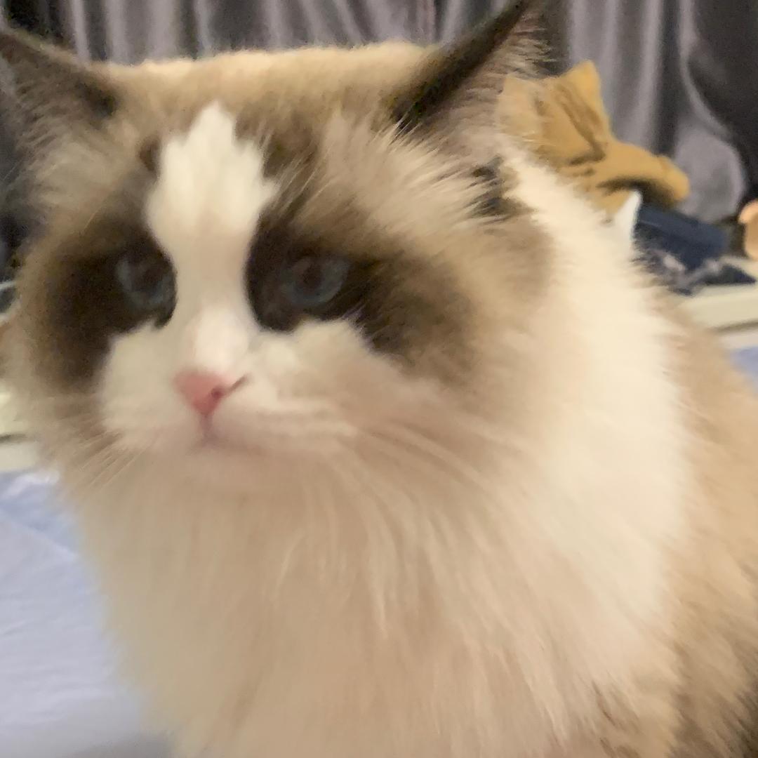 太胖啦